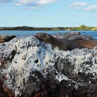 Sea Lions
